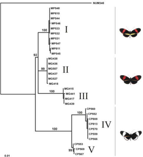 Figure 1Maximum likelihood genealogy for CoI and CoIIMaximum likelihood genealogy for CoI and CoII
