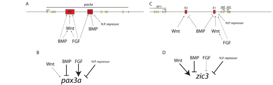 Fig. 9. pax3aand FGF signaling for its full activity and is activated by BMP signaling