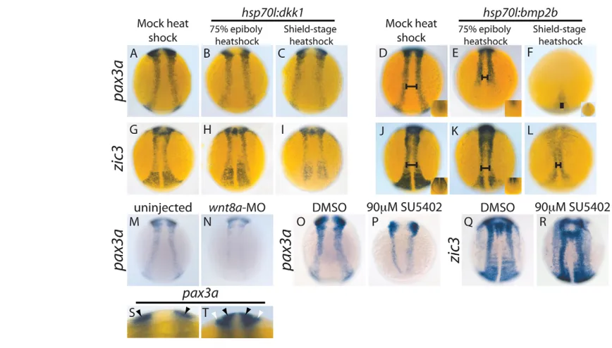 Fig. 1. BMP and Wnt signaling regulate pax3aand shifts medially upon heat shock-mediated versus D and K versus J, insets) and a slight medial shift of the anterior NPB domain (D,E,J,K, bars) (stage heat shock leads to a drastic decrease in into a teardrop 