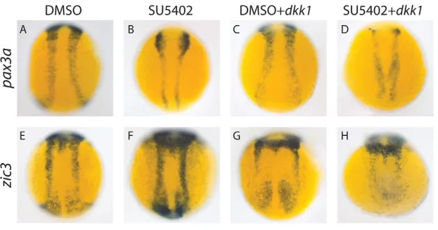 Fig. 2. Wnt and FGF signaling play partially
