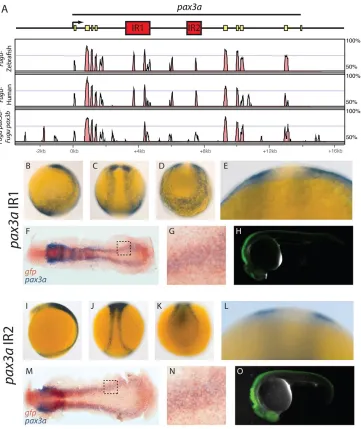 Fig. 3. Two enhancers in pax3a