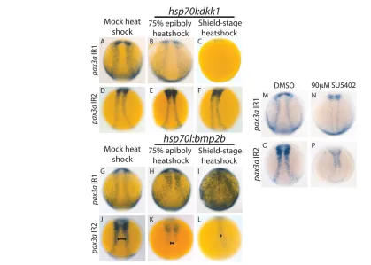 Fig. 4. pax3ashield stage (89%, medially into a tear-drop shape with a shield-stage heat shock (100%, overexpressed by heat shock in embryos with a 75% epiboly heatshock (100%, pax3aleads to an even greater activity increase and causes expansion into the e