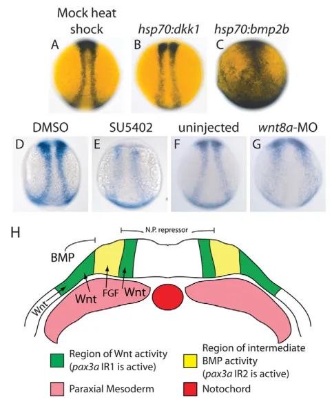Fig. S6C). Mutating these sites greatly decreases enhancer activity