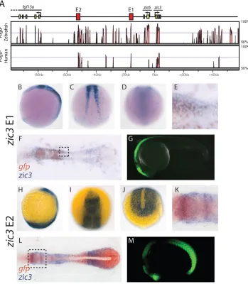 Fig. 6. Two zic3 enhancers drive