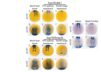 Fig. 7. zic3 E1 is regulated by Wnt, BMP and FGF signaling, and zic3 E2 is regulated by Wnt and BMP signaling