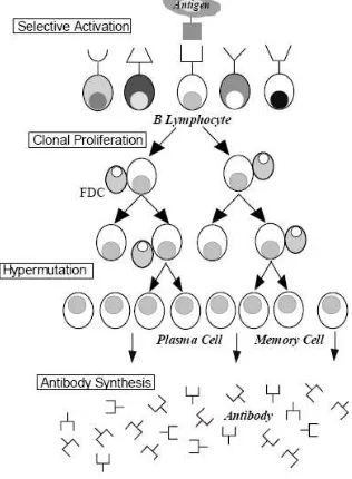Figure 2: Clonal Selection Principle 