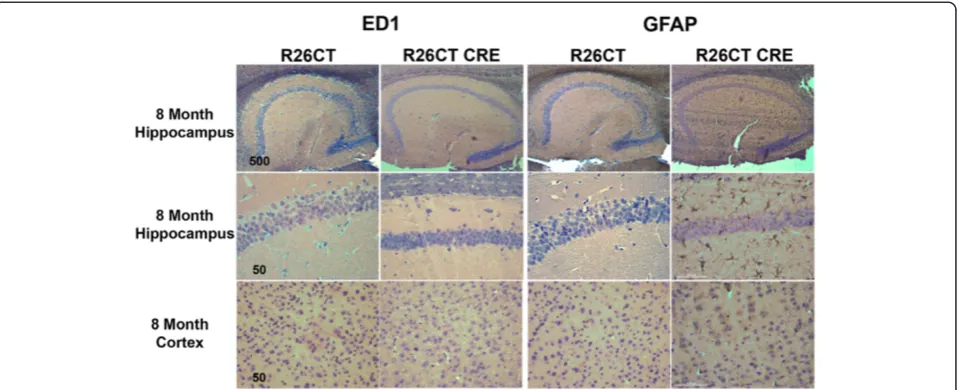 Figure 4 Inflammatory response in astrocytes, but not microglia of 8 month old R26CT-CRE mice