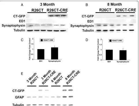Figure 5 Western blot analysis of inflammatory response in 3 and 8 month old mice.in Brain homogenate from 3 and 8 month oldR26CT and R26CT-CRE mice was separated by SDS-PAGE and transferred to nitrocellulose