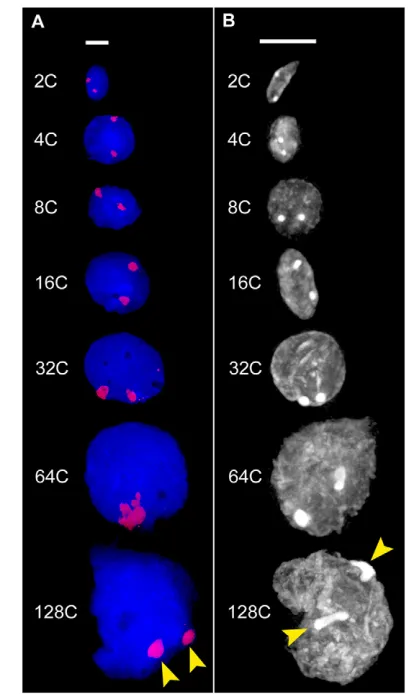 Fig. 1. Endopolyploidisation leads to polytene chromosomes.Tomato nuclei were sorted according to ploidy levels (2C to 128C) byArrowheads point to specific DNA hybridisation spots (red, A) and thespecifically stained nucleolar organising regions (NORs) (B)