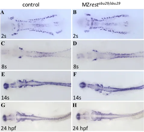 Fig. 5. Neurogenesis progresses normally in resthpf wild type or matched (mount in situ hybridization for the pan-neural marker  mutants