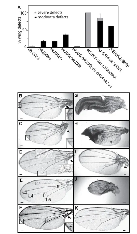 Table 1. Wing venation defects