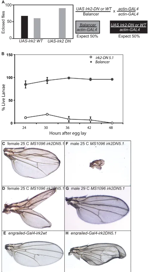 Fig. 3. Phenotypes of flies expressing Irk2DN(male at 25°C. (. (A,B)Graphs of adult(A) and larval (B) survival of actin-GAL4 UAS-Irk2WT, actin-GAL4 UAS-Irk2DN and siblings without transgene