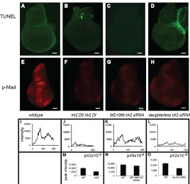 Fig. 5. Reduced Dpp or Thickveins function enhancesIrk2DN(veins. (incomplete anterior crossvein of UAS-irk2WTdpp phenotypes