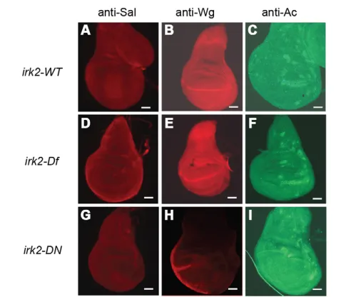Fig. 8. Irk2DN expression causes apoptosis and eliminates p-Madstaining in the third instar larval imaginal wing disc.Irk2DN; P35GAL4-Irk2WT