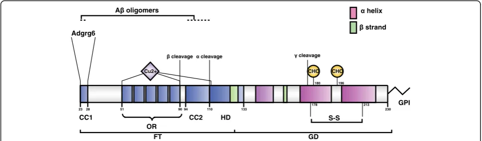 Fig. 1. Structural organization of PrPC. Schematic representation of mature mouse PrPC, showing protein domains, sites of post-translationalmodification, and binding sites for divalent cations and protein interactors of functional relevance