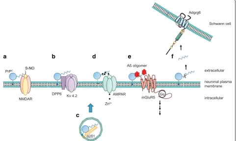 Fig. 2. PrPC exerts its functions via distinct mechanisms. The cellular prion protein may utilize several mechanisms to modulate cellular functions.As schematically depicted in a, PrPC may directly alter the function of its target protein by mediating post
