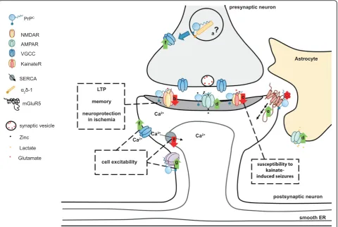 Fig. 3. Schematic overview of possible physiological functions of PrPsusceptibility of PrPC and their effect in the central nervous system