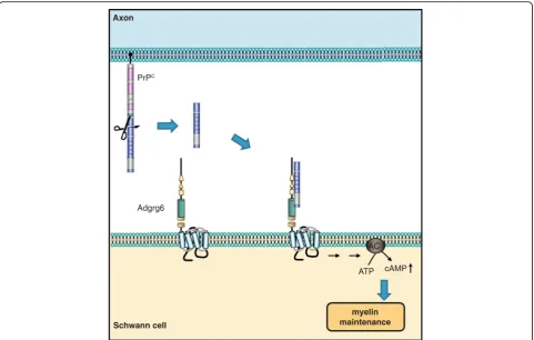Fig. 4. Axonal PrPC promotes myelin maintenance in trans via Adgrg6 on Schwann cells. Mice devoid of PrPC develop a chronic demyelinatingneuropathy, which suggested a pro-myelinating function of PrPC