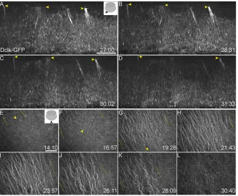 Fig. 1. Microtubule populations at the