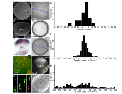 Fig. 2. Parallel microtubule arrays are directed towards embryonic dorsal. (arrow in J), and the angle of deviation (second intervals (E), starting at 20 mpf (L) or 35 mpf (M)