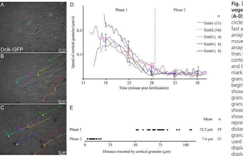 Fig. 3. Cortical granules at the
