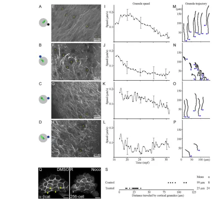 Fig. 4. Directional movement of vegetal cortical granules is dependent on parallel microtubule arrays
