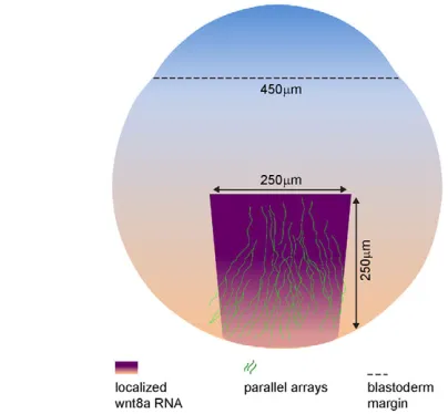 Fig. 6. Schematic of location and extent of parallel arrayscompared with maternal early zebrafish embryo.and blastoderm margin (black dashed line) indicated