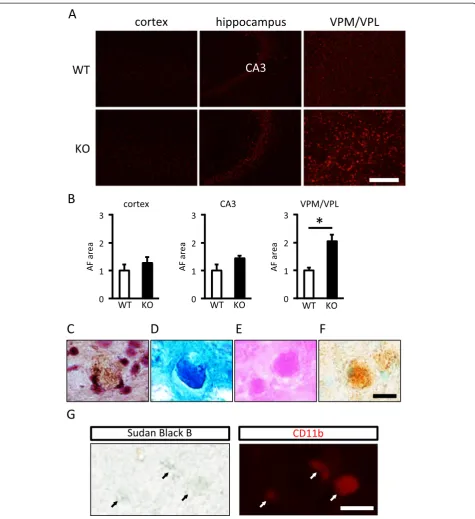 Figure 8 Increased lipofuscin accumulation in the VPM/VPL of aged PGRN-deficient mice