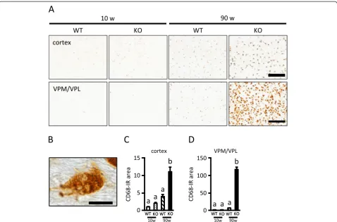 Figure 2 Increased CD68 immunoreactivity in the cerebral cortex and VPM/VPL of aged PGRN-deficient mice.change relative to the level in 10-week-old WT mice
