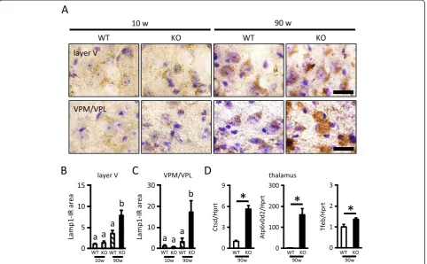 Figure 3 Increased lysosomal biogenesis in the cerebral cortex and VPM/VPL of aged PGRN-deficient mice