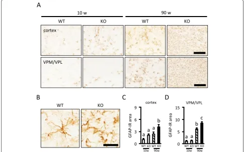 Figure 4 Increased GFAP immunoreactivity in the cerebral cortex and VPM/VPL of aged PGRN-deficient mice