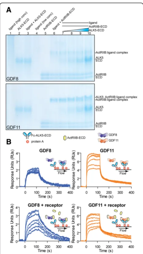 Fig. 7 Binding of GDF11 to the type I receptor ALK5.each; ligand (low conc.; lane 4) = 1.5 a BasicNative-PAGE (12%) of GDF8 (top) and GDF11 (bottom) ligand, receptor,and ligand:receptor complexes