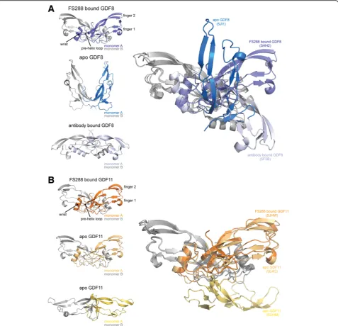 Fig. 5 Structural comparison of GDF8 and GDF11 in FS288-bound and apo-conformations reveal ligand flexibility