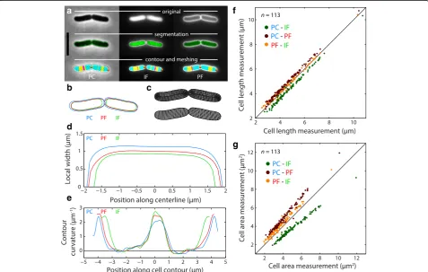 Fig. 1 Quantitation demonstrates consistency among contour measurements from different imaging modalities, despite small differences.slight differences consistent with width differences in (offsets in cell widths between imaging modalities, as shown in (th