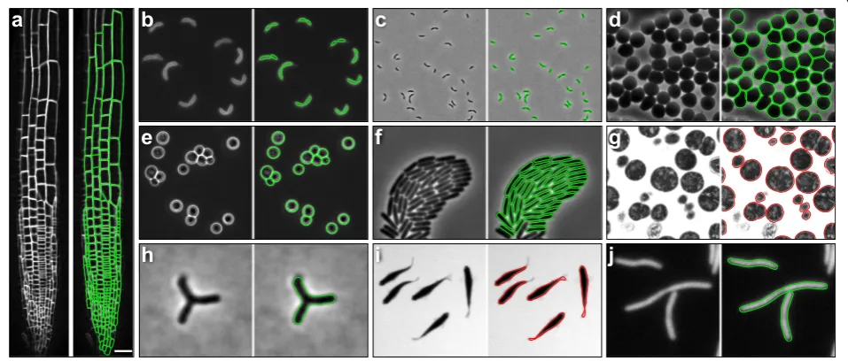 Fig. 2 Morphometricsmicroscopy images ofmicroscopy of live zebrafishbudding yeastlabeled achieves unbiased contour extraction across a wide range of cell shapes and object types, including densely packed communitiesand tissues