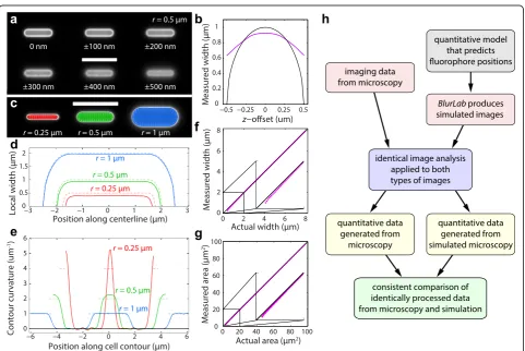 Fig. 3 Simulated fluorescence images permit quantification of the accuracy of cell-geometry measurements.the meshlines in (strongly as the actual width (a systematic bias for narrow cells relative to the lines of equal measured and actual area (~1.5indicat