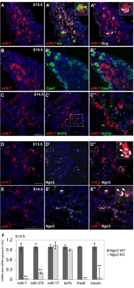 Fig. 1. miR-7 is expressed in the endocrine cells of thepancreas.combined with protein immunofluorescence analysis of E13.5-E15.5 pancreas sections