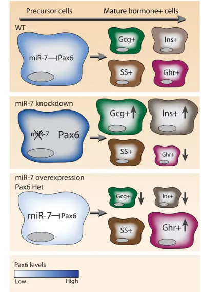 Fig. 6. A schematic model for miR-7-Pax6 interactions in pancreasdevelopment. The regulation of Pax6 levels (blue) by miR-7, regulatesthe differentiation of hormone-expressing endocrine cells