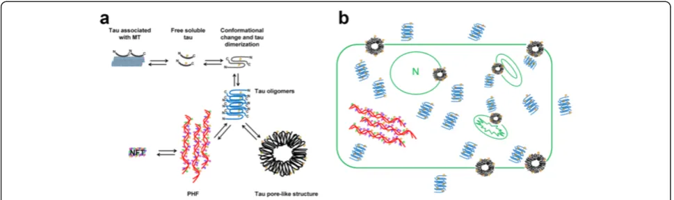 Figure 6 Working model for tau APF formation. (a) In the proposed mechanism for tau APF formation, tau associated with microtubules (MT)must be released to create an available pool of free soluble tau