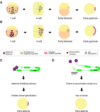 Fig. 9. Model of sqtwild-type zebrafish embryos,  RNA as a scaffold. (A)Insqt RNA (green)