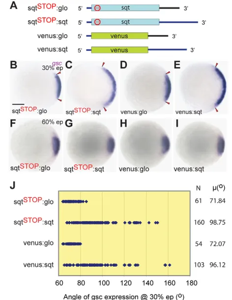 Fig. 3. The sqtsqtactivity of (expanded in zebrafish embryos injected with sqt(blue; sqt 3�UTR is necessary and sufficient for dorsalsqt RNA