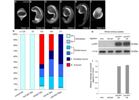 Fig. 4. Rescue of ichabodsqt-GFP:glo in whole embryo lysates. Error bars indicate s.d