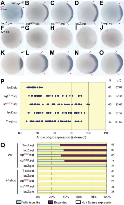 Table S2). Ventral markers such as gata2 are concomitantly