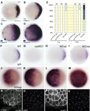 Fig. 7. The sqt DLE MO and ATG MO