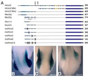 Fig. 3. Hox genes can activate m5-5vector in chick hindbrain results in activation of the Hoxa5total number of GFP-positive embryos as a reflection of is homeodomain dependent (-driven lacZ expression in a chick co-electroporation assay
