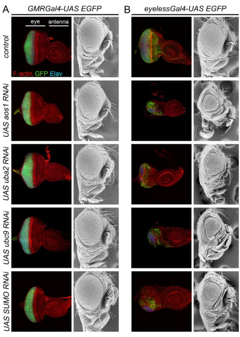 Fig. 8. RNAi-knockdown of SUMO pathway components in thedeveloping eye disrupts dividing but not differentiated cells.disc