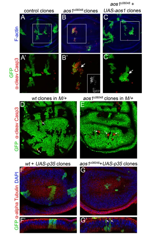 Fig. 3A). Based on DNA content, FACS analysis showed thatc06048 