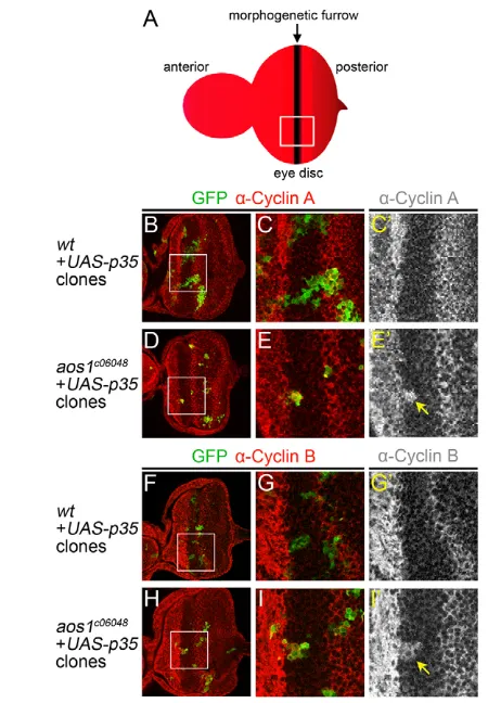 Fig. 4. Accumulation of cyclins A and B in aos1inside the furrow contain high levels of Cyclin B (yellow arrow in ISimilar to the observation for Cyclin A, GFP-positive GFP-positive cells inside the furrow do not contain Cyclin B (Gin the furrow contain hi