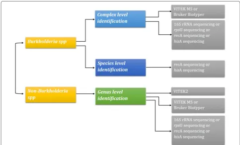Fig. 1 Algorithm depicting the methods for accurate identification of Burkholderia at genus level (near neighbouring genus), cepacia complex level (Bcc) and species level (within Bcc)