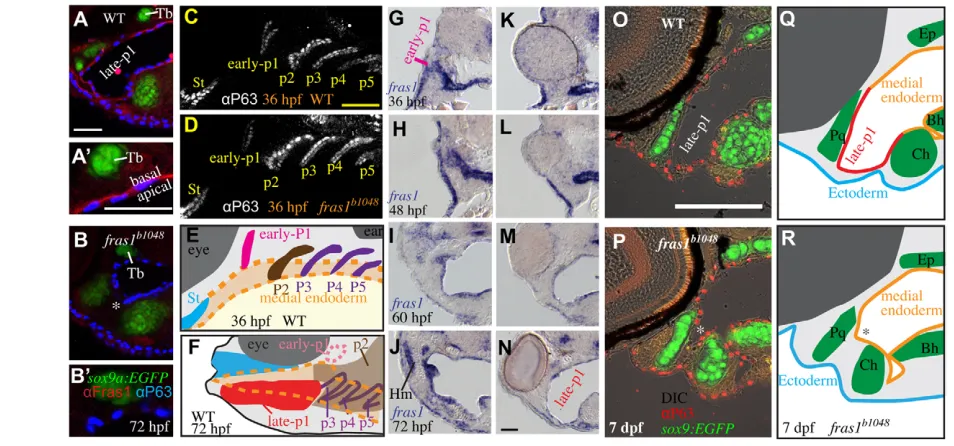 Fig. 1. Zebrafish fras1Fras1 label is absent from High-resolution detail near trabecula (Tb) from A and B shows that (A(antibody-stained tissues, oriented lateral to left, dorsal up